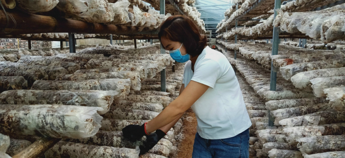 Hợp tác xã Yên Công, xã Hưng Đạo, thành phố Cao Bằng sản xuất nấm hương theo phương thức hữu cơ. Ảnh: Toán Nguyễn.