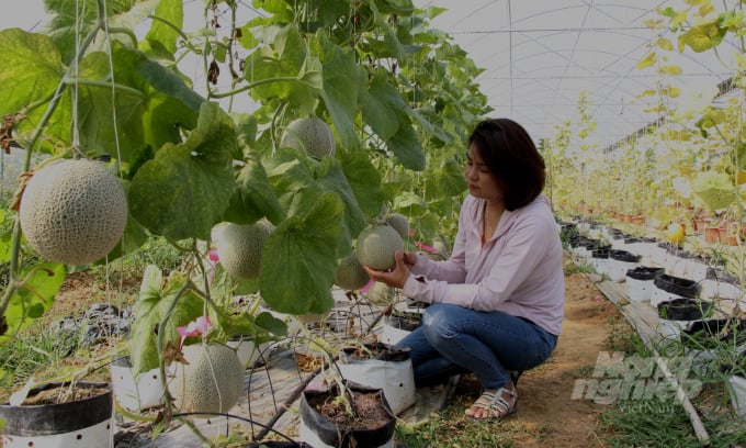Hợp tác xã Trường Anh, xã Hưng Đạo, thành phố Cao Bằng phát triển trồng dâu tây, dưa trong nhà kính. Ảnh: Toán Nguyễn.