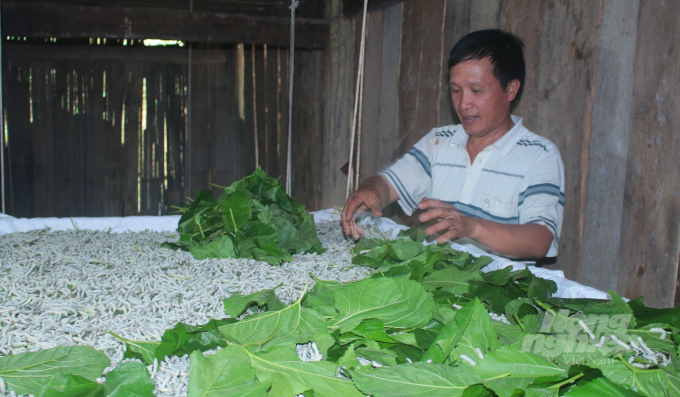 Mô hình trồng dâu, nuôi tằm phát triển mạnh nhất ở xã Cô Ba, huyện Bảo Lạc. Ảnh: C.H.