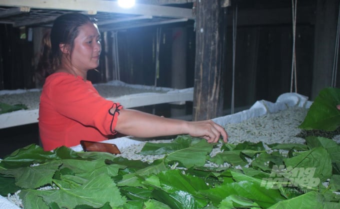Nhiều hộ dân biên giới ở huyện Bảo Lạc có thu nhập hàng trăm triệu đồng từ trồng dâu, nuôi tằm. Ảnh: C.H.
