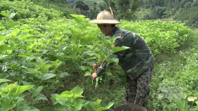 Cây dâu tằm được mở rộng diện tích những năm gần đây ở huyện Bảo Lạc. Ảnh: C.H.