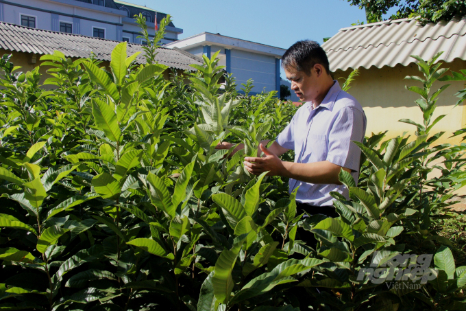 Cán bộ Phòng NN-PTNT huyện Trùng Khánh kiểm tra chất lượng vườn ươm cây dẻ. Ảnh: Công Hải.