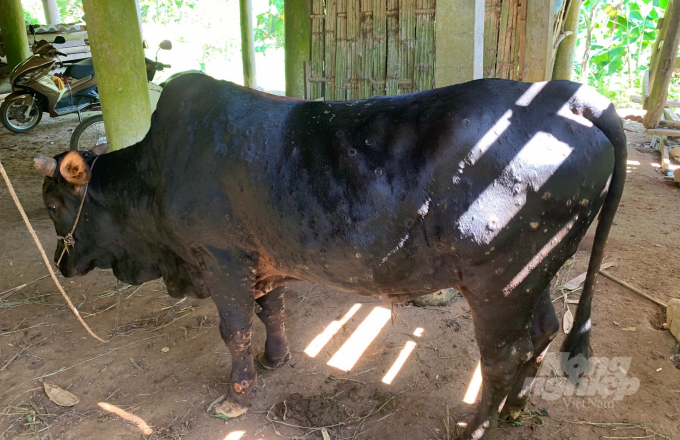 Một con bò bị mắc bệnh VDNC ở huyện Nguyên Bình. Ảnh: C.H.