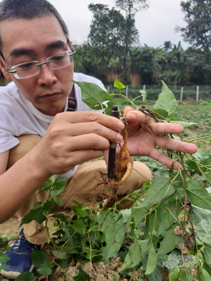 Cây hà thủ ô đỏ phát triển tốt sau 2 - 3 tháng trồng. Ảnh: Nguyễn Toán.