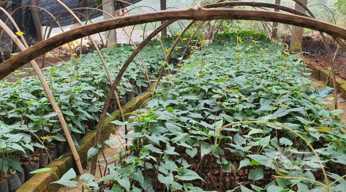Vườn ươm giống cây hà thủ ô đỏ của Công ty TNHH Quan Đạo. Ảnh: Nguyễn Toán.