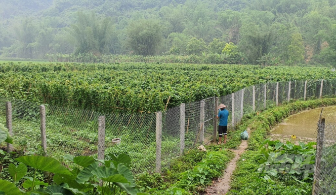 Vườn trồng hà thủ ô đỏ tại Thị trấn Bảo Lạc, huyện Bảo Lạc (Cao Bằng). Ảnh: Nguyễn Toán.