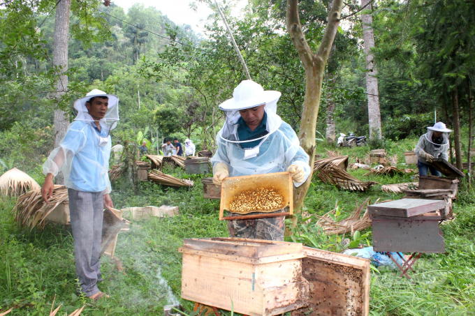 Nhờ phát triển nghề nuôi ong, môi trường hệ sinh thái cũng được cải thiện theo. Ảnh: NT.