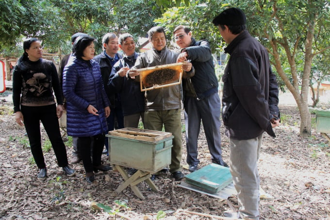 Câu lạc bộ nuôi ong phường Đề Thám, TP Cao Bằng kiểm tra chất lượng đàn ong mật của hội viên. Ảnh: NT.