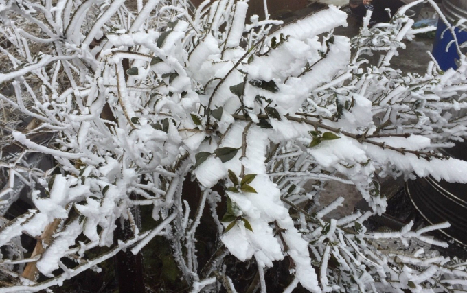 Những bông hoa tuyết trên đỉnh núi Phja Oắc. Ảnh: Công Hải.