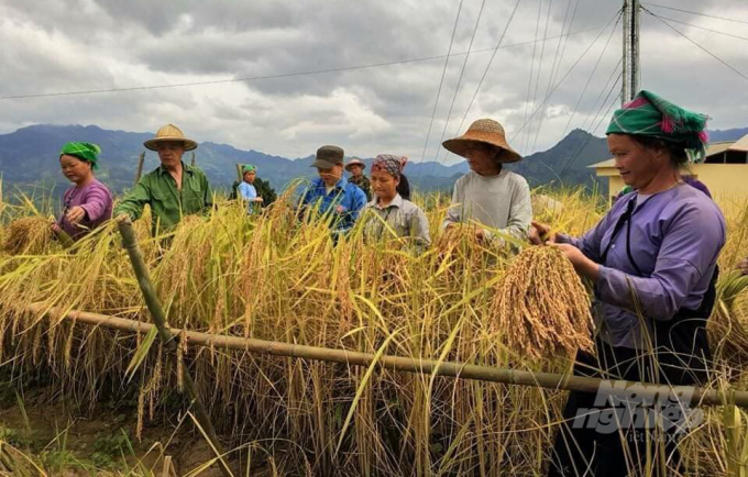 Lúa nếp hương trồng tại xã Xuân Trường có hương vị thơm ngon đặc trưng. Ảnh: Công Hải.