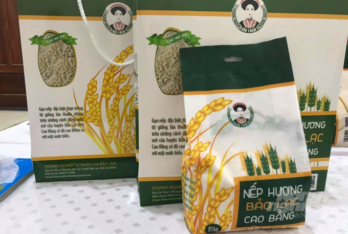 Gạo nếp hương Bảo Lạc được chứng nhận đạt sản phẩm OCOP 3 sao cấp tỉnh năm 2020. Công Hải.