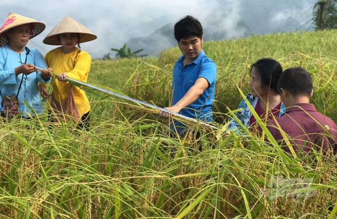 Kiểm tra chất lượng lúa nếp hương trồng tại xã Khánh Xuân, huyện Bảo Lạc. Ảnh: Công Hải.