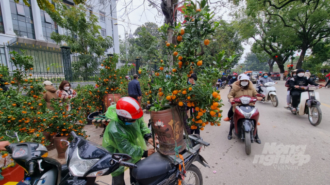 Giá quất những ngày sát tết giảm mạnh. Nhiều cây quất kèm chậu chỉ vài trăm nghìn đồng.