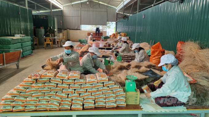 Sản xuất miến dong tại Hợp tác xã nông sản Tân Việt Á. Ảnh: Công Hải.
