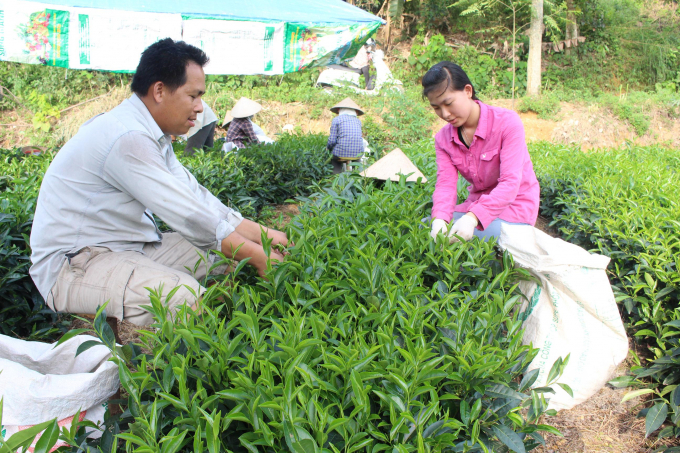 Người làm chè phấn khởi vì giá chè dịp Tết tăng cao. Ảnh: Đồng Văn Thưởng.