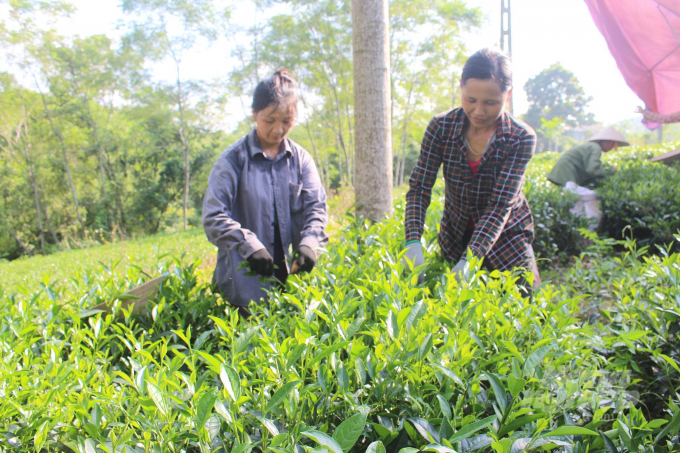 Sản xuất trà xanh tại Hợp tác xã chè Khe Cốc. Ảnh: Đồng Văn Thưởng.