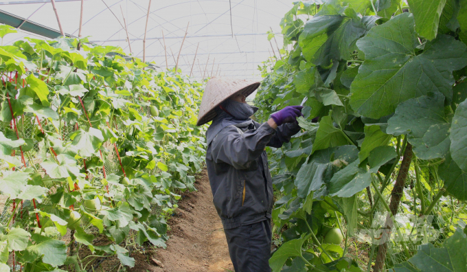 Hợp tác xã Trường Anh, xã Hưng Đạo, thành phố Cao Bằng phát triển trồng dâu tây, dưa lưới trong nhà kính. Ảnh: Công Hải.