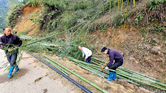 Cây trúc sào đem lại thu nhập cao cho người dân huyện Nguyên Bình. Ảnh: Công Hải.