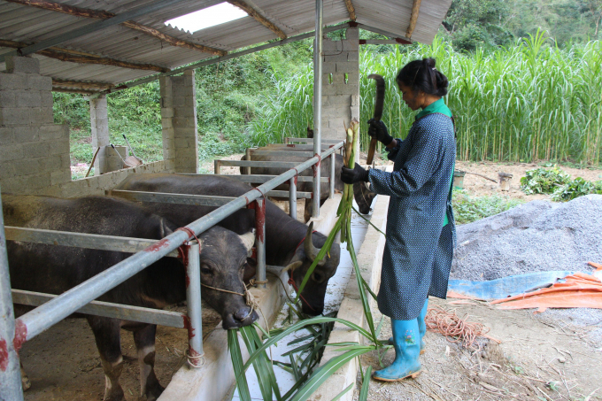 Nuôi trâu, bò vỗ béo là hướng đi mới ở nhiều địa phương tại Cao Bằng. Ảnh: Công Hải.
