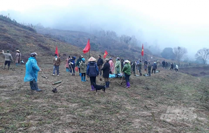 Huyện Quảng Hòa trồng 1.000 cây hồi tập trung tại xã Chí Thảo. Ảnh: C.H.