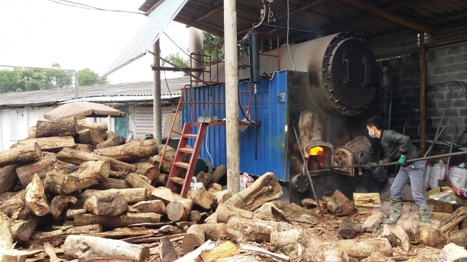 Trang trại chăn nuôi của ông Nguyễn Kim Xưa sử dụng củi tăng cường để đốt lửa sưởi ấm cho gà. Ảnh: Đồng Văn Thưởng.