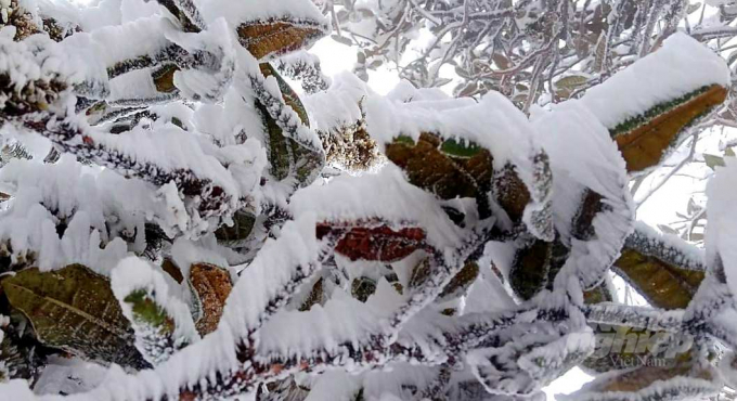 Tuyết phủ dày trên cành cây ở đỉnh núi Phja Dạ. Ảnh: Bá Phước.