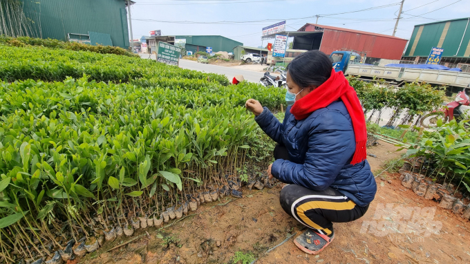 Chị Tạ Thị Ngọc Châm, chủ vườn ươm Thiên Châm kiểm tra chất lượng cây giống. Ảnh: Công Hải.