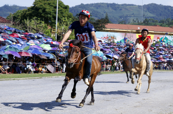 Những chú ngựa thuần chủng Bắc Hà (Lào Cai) trên đường đua. Ảnh: QK.