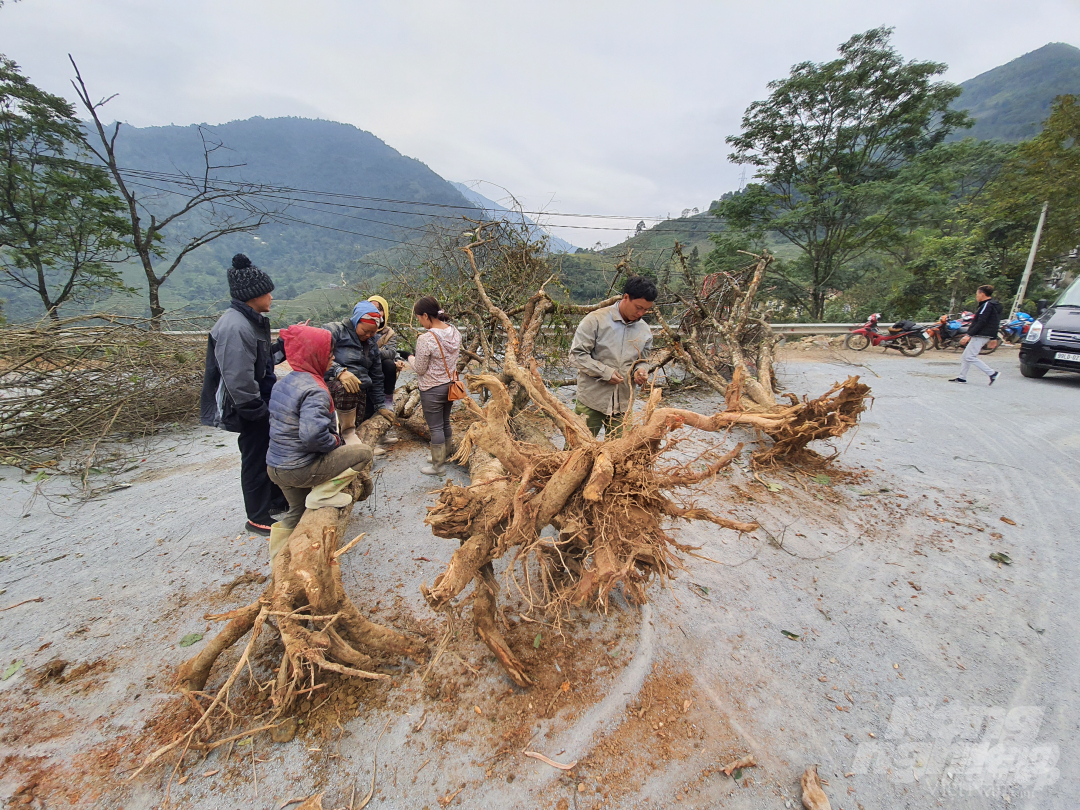 Những cây đào cổ được tập kết công khai trên quốc lộ 4D (Lào Cai - Sa Pa) đoạn qua địa phận xã Tòong Sành (Sa Pa).