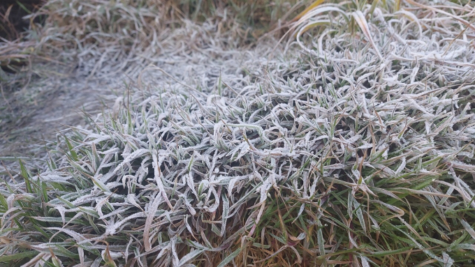Sương muối bám vào cây cỏ trên đỉnh Fansipan. Ảnh: C.N