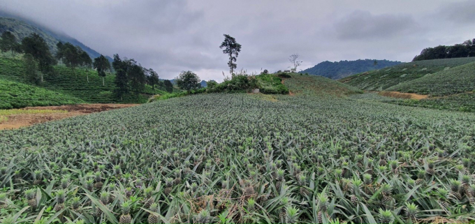 Vùng dứa tại Bản Lầu (huyện Mường Khương, Lào Cai). Ảnh: V.T