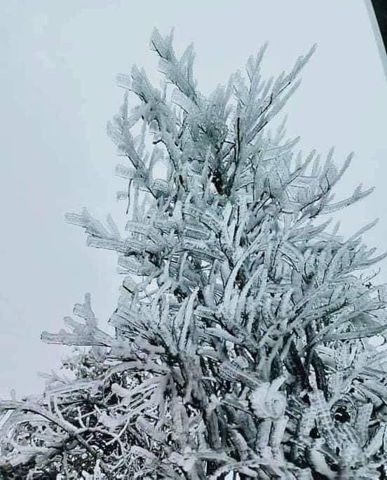 Một ngọn cây bị băng tuyết bao phủ. Ảnh: Huy Nguyễn