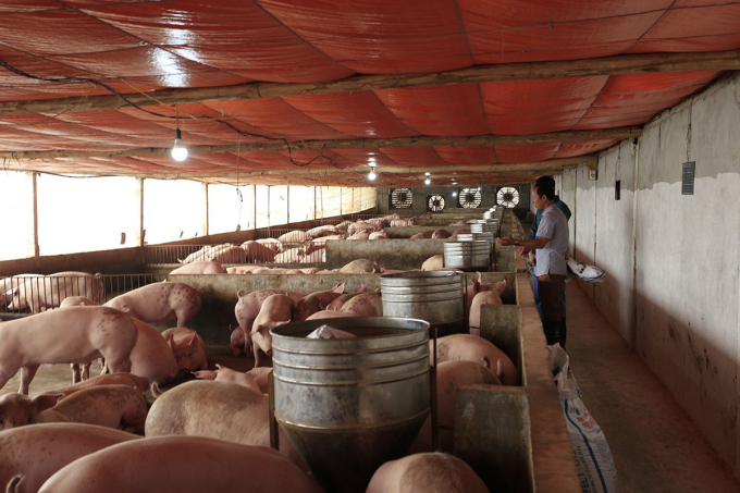 Dịch tả lợn Châu Phi được kiểm soát giúp cung cấp đủ thịt lợn ra thị trường. Ảnh: A.K.