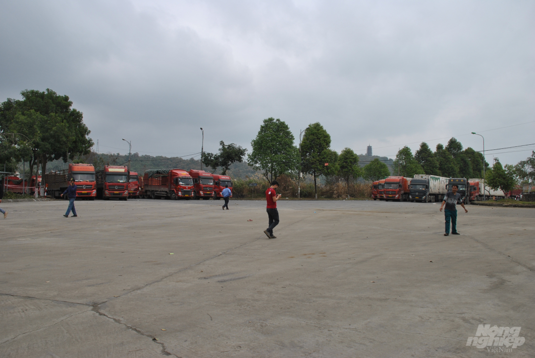 Các xe thùng rỗng vây kín các lối vào Cửa khẩu Quốc tế đường bộ số 2 Kim Thành. Thời điểm này, việc di chuyển bằng phương tiện cơ giới giữa các khu vực xung quanh cửa khẩu là không thể. 