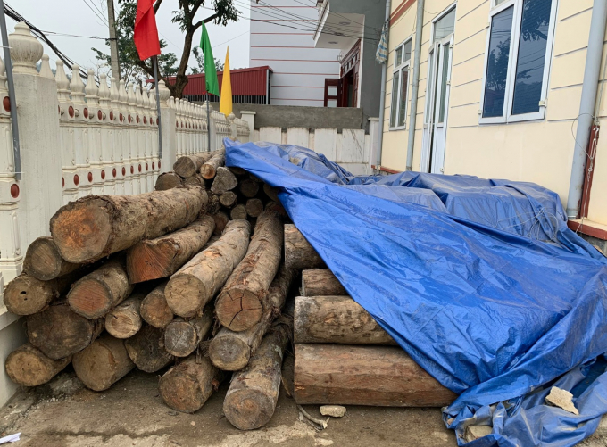 Số gỗ vô chủ đang bị giữ tại UBND thị trấn Nông trường Phong Hải. Ảnh: H.Đ