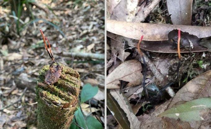 Đông trùng hạ thảo bọ xít được tìm thấy tại rừng già thuộc Vườn quốc gia Hoàng Liên. Ảnh: N.H
