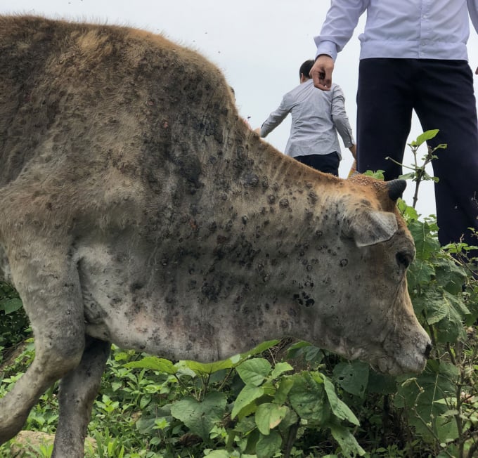 Bệnh viêm da nổi cục xuất hiện trên những con bò của hộ dân ở xã Thanh Bình (Sa pa). Ảnh: K.T