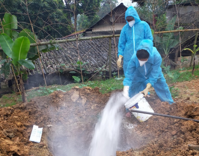 Tiêu huỷ lợn nhiễm bệnh tại huyện Văn Bàn (Lào Cai). Ảnh: H.Đ.