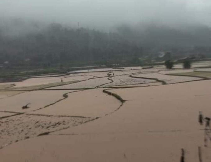 Mưa lớn gây ngập úng nhiều diện tích lúa ở xã Tả Phời (thành phố Lào Cai). Ảnh: T.L