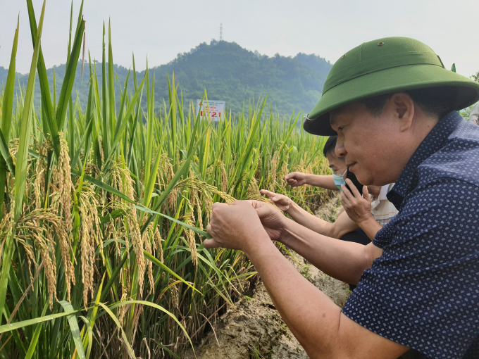 Ông Tô Mạnh Tiến, Phó Giám đốc Sở NN-PTNT tỉnh Lào Cai thăm điểm khảo nghiệm giống lúa DT21. Ảnh: H.Đ
