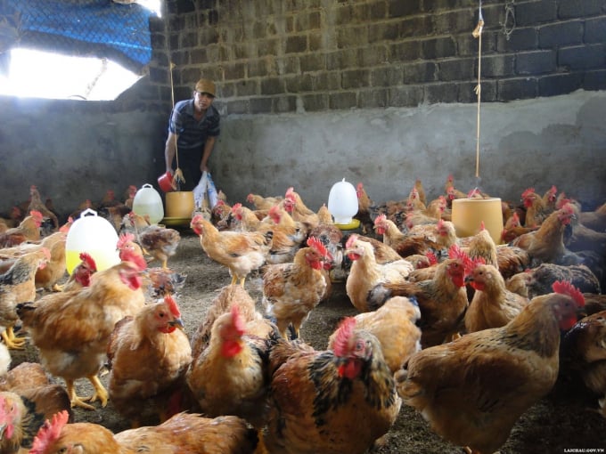 Poultry disease in Lai Chau Province has basically been controlled. Photo: T.L.