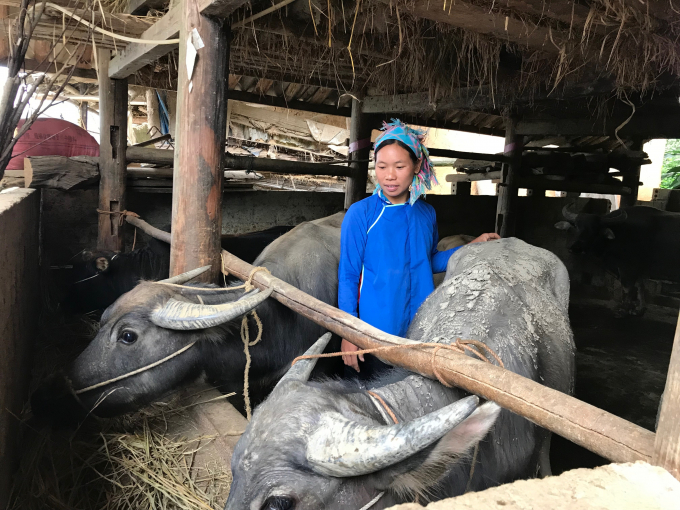 Trâu, bò là tài sản lớn của bà con vùng cao nên cần đặc biệt chú trọng phòng chống đói rét trong mùa đông. Ảnh: TL.