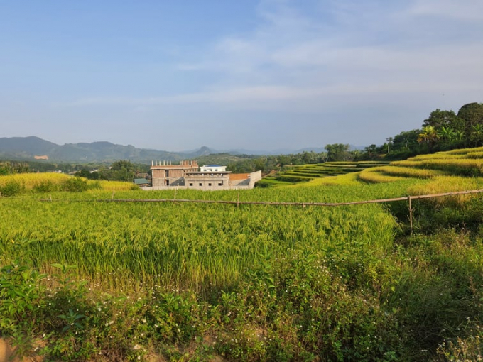 Đủ nước tưới, nhiều diện tích trồng lúa ở Văn Bàn (Lào Cai) cho năng suất cao. Ảnh: H.Đ