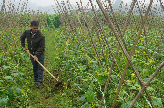 Người nông dân ở Văn Bàn canh tác rau màu trên đồng ruộng của mình. Ảnh: H.Đ