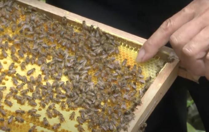 Với điều kiện tự nhiên, con ong mật đã mang lại nguồn thu nhập lớn cho người dân ở Xuân Quang. Ảnh: Đinh Tùng.