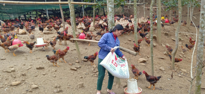 Nhiều hộ dân ở Xuân Quang làm kinh tế giỏi giúp xã này trở thành điểm sáng trong xây dựng nông thôn mới ở Lào Cai. Ảnh: Đinh Tùng.