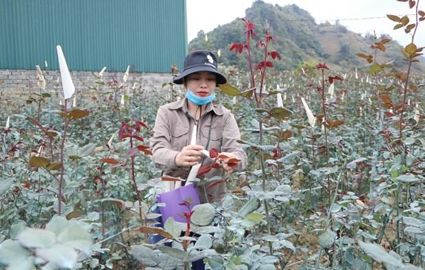 Trồng hoa hồng mang lại nguồn thu nhập ổn định cho người nông dân ở Lai Châu. Ảnh: N.Oanh.