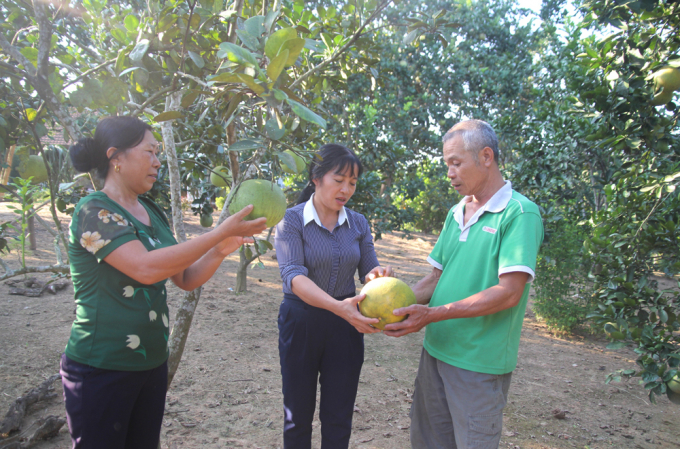 Quả bưởi Múc trồng ở xã Thái Niên (huyện Bảo Thắng, Lào Cai) được người tiêu dùng ưa chuộng. Ảnh: T.P