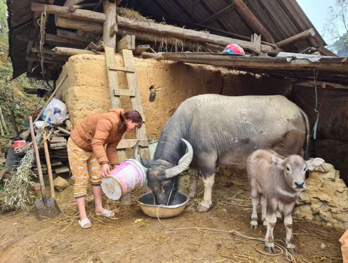 Người dân Lào Cai nấu cám cho đàn trâu ăn để đảm bảo sức khỏe vượt qua mùa đông giá rét. Ảnh: K.T.