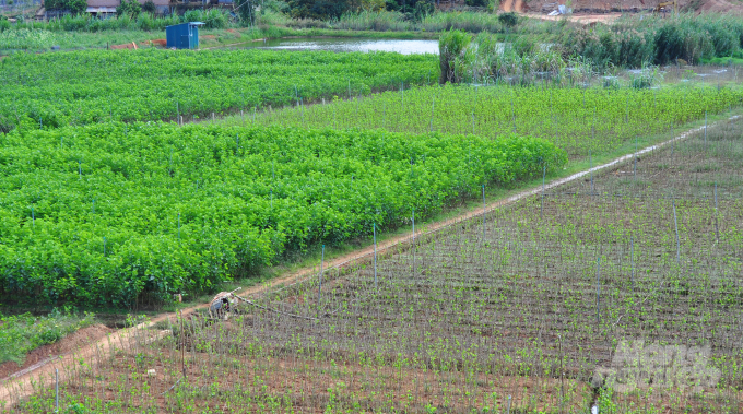 Xã Mê Linh, huyện Lâm Hà (Lâm Đồng) là địa phương mới phát triển nghề dâu tằm. Hơn chục năm trước, nông dân nhiều thôn của xã sống chủ yếu vào cây cà phê và từng rơi vào khó khăn khi giá nông sản này xuống thấp. 